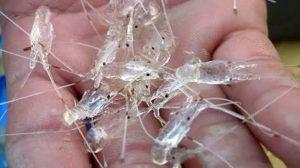 Sebanyak 177 Ribu Benih Lobster Gagal di Selundupkan, Bea Cukai kepri Patut di Apresiasi