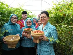 Panen Raya 807 Titik di DKI, Jakarta Timur Jadi Role Model Pertanian Perkotaan
